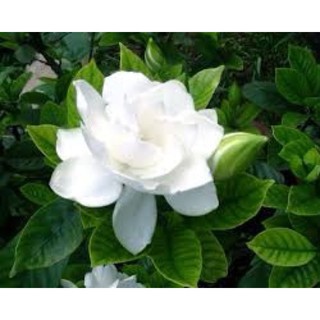Cây Bạch Liên Hương cao 50cm