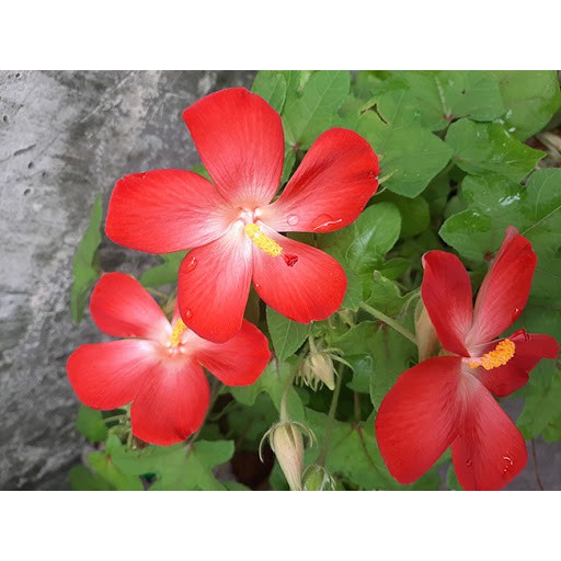 Hạt giống sâm bố chính