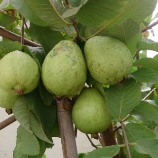 Cây 🌲 Ổi Đài Loan  Lê... siêu trái.