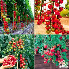 [Siêu Sale] Hạt Giống Cà Chua Chuỗi Ngọc ( Cà Chua Bi IDYII F1 )