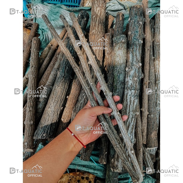 Lũa Thạch Sùng - (1kg) Dùng Để Setup Bể Thủy Sinh, Layout Phong Cách Rừng Cực Đẹp và Tự Nhiên