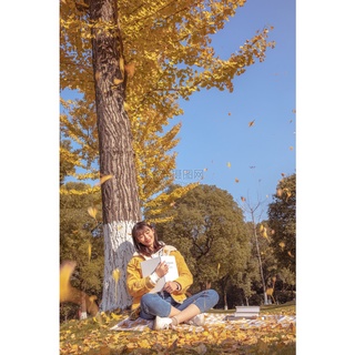 Cây ngân hạnh - cây bạch quả - cây rẻ quạt Ginkgo Biloba