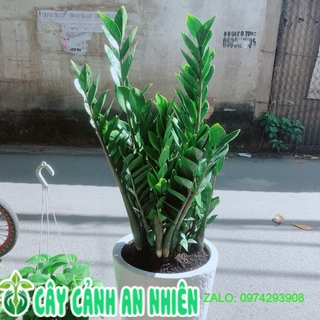 Chậu kim phát tài- kim tiền cao trên 1m