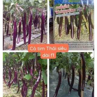 Hạt giống cà tím thái siêu dài f1