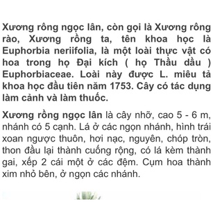 xương rồng  kỳ lân