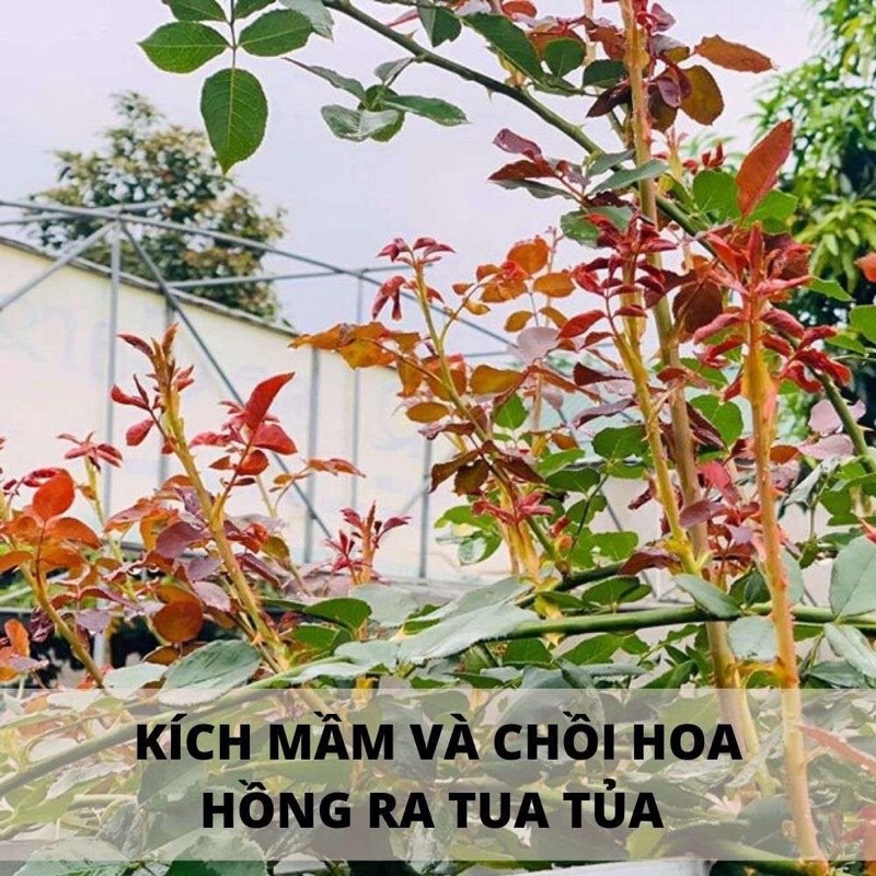 [FREESHIP - CHÍNH HÃNG] kích ra rễ cực mạnh roots 2 usa -phân bón lá hữu cơ sinh học roots 2 nhập mỹ