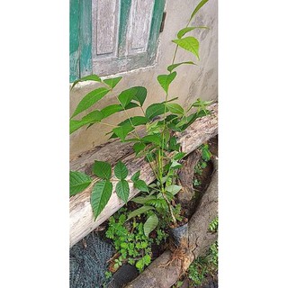 cây giống óc chó
