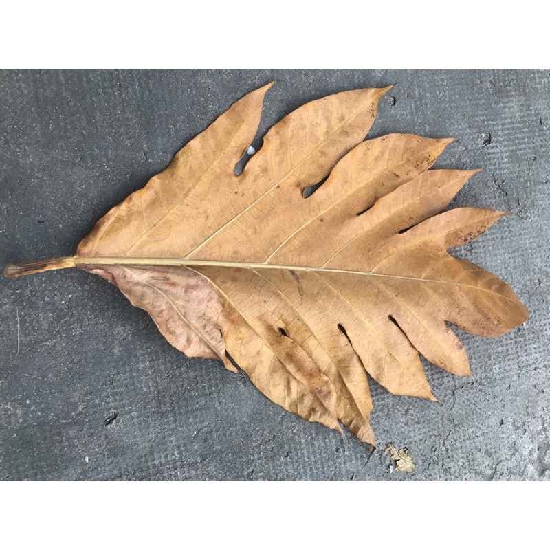 Lá sake khô 500gr ( khô tự nhiên)