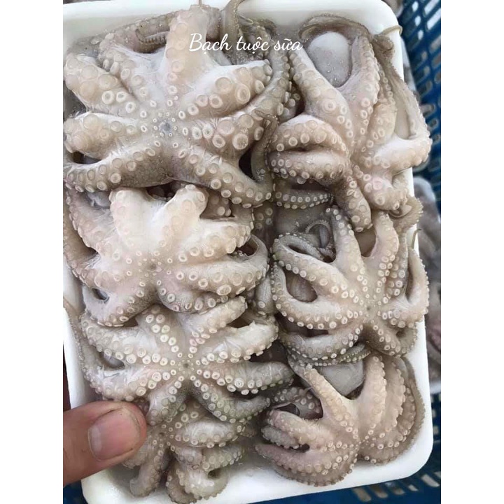 Bạch tuộc sữa - Bạch tuộc nhúng lẩu, nướng, hấp
