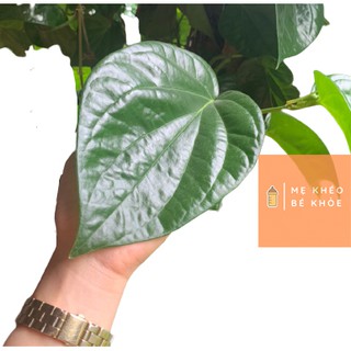 Lá trầu không tươi 200gr