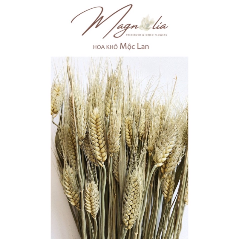 Hoa cỏ khô Lúa mạch nhập khẩu cao cấp