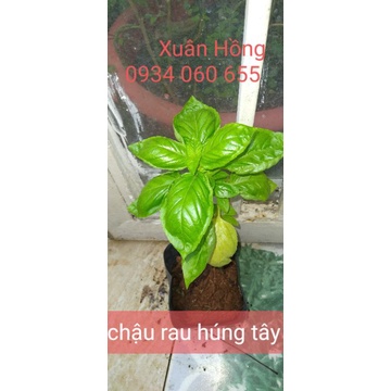 chậu rau( cải xoong nhật, rau răm, đậu bắp, cẩm tím nhật...)