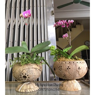 Chậu gáo dừa