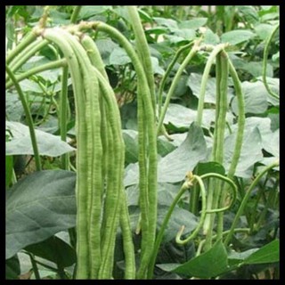 20gr - HẠT GIỐNG ĐẬU ĐŨA