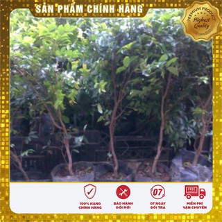 HẠT GIỐNG NHO THÂN GỖ ( 3 hạt )
