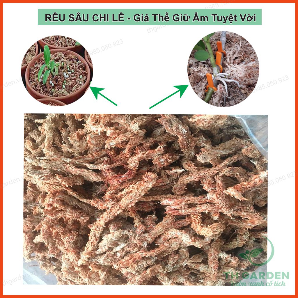 Rêu Sâu Chi Lê/rêu Trắng Chi Lê ( Hay Còn Gọi Là Dớn Chi Lê ) - Giá Thể Trồng Phong Lan