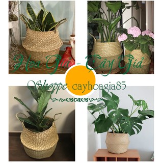 Giỏ mây _ Trồng cây cắm hoa trang trí