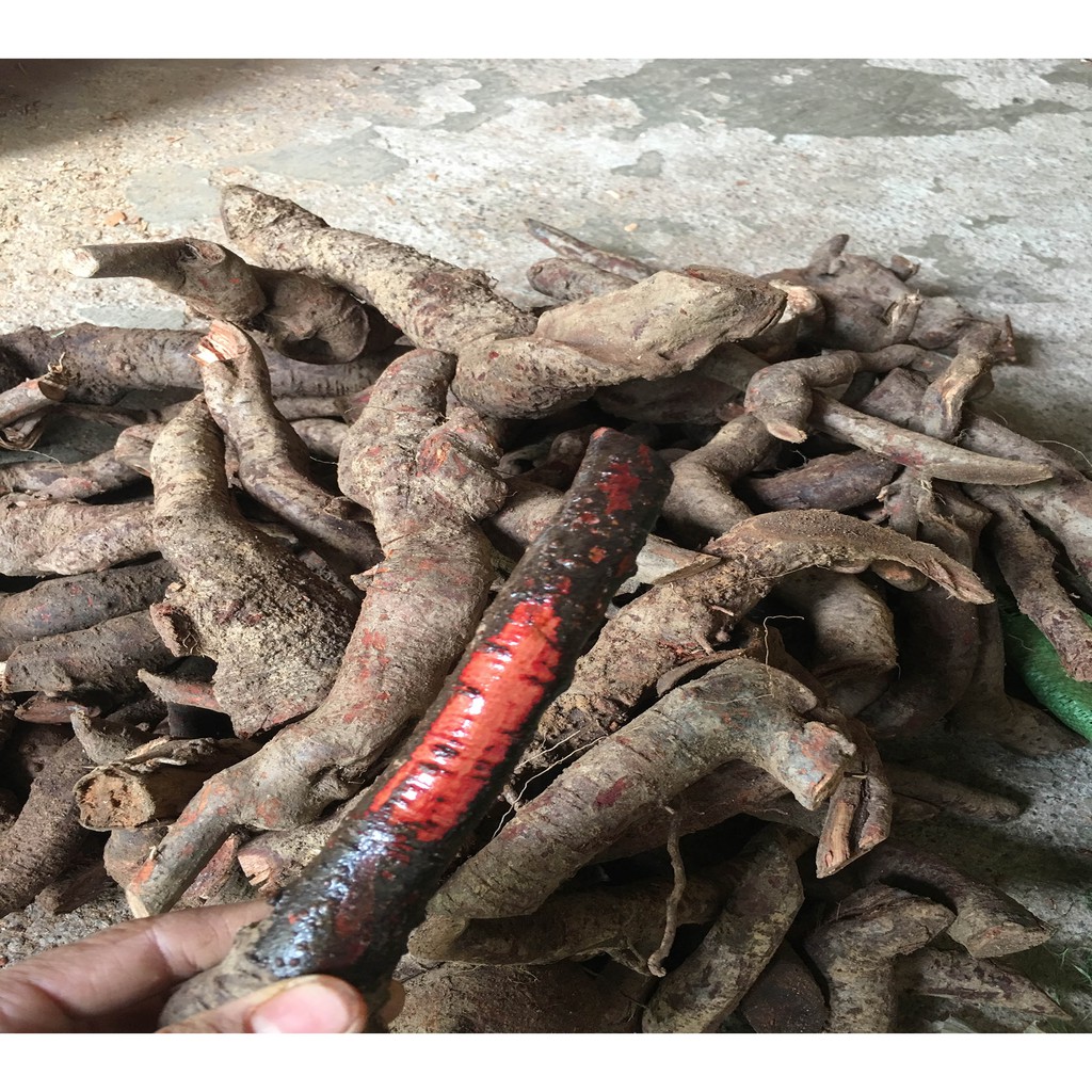 Rễ Mú Từn Tươi Sơn La -1Kg