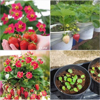 Hạt giống dâu tây đỏ chịu nhiệt Nhật 100 hat - 1 gói kích mầm