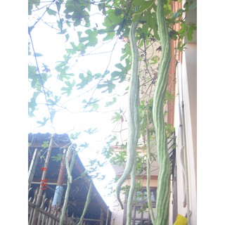 Hạt Giống Mướp Rắn