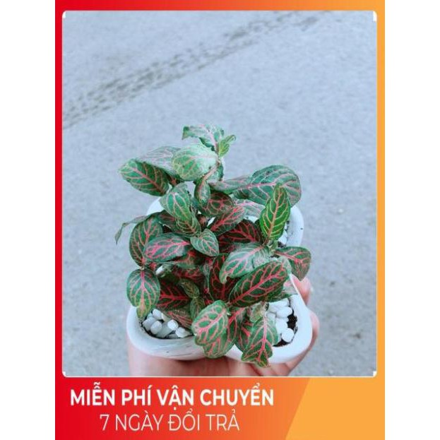 Chậu Cẩm Nhung Đỏ (lá may mắn)