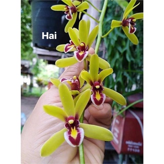 Hoa Lan kiếm Thái(1 cây) HOA TẾT