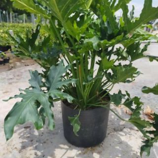 Cây 🌲 Trầu Bà Thanh Xuân....