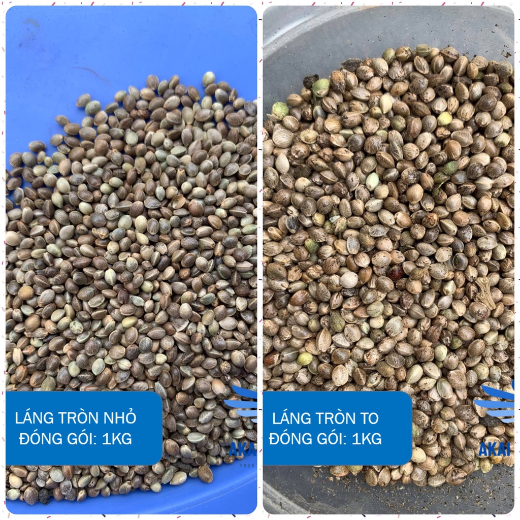 [1KG] Hạt Láng Tròn Dành Cho Vẹt, Hamster, Sóc, Chim Cảnh...
