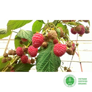 30 Hạt giống Mâm xôi đỏ (tặng gói Kích nẩy mầm và Hướng dẫn) THUTHUY