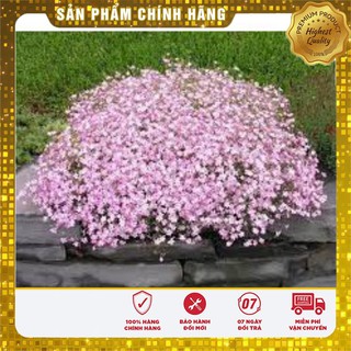 Hạt Giống Hoa Baby mix 50 hạt