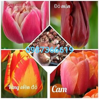 Tuy lip hoa tết