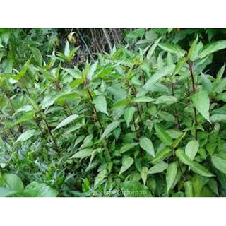 500 hạt giống rau đay đỏ cao sản