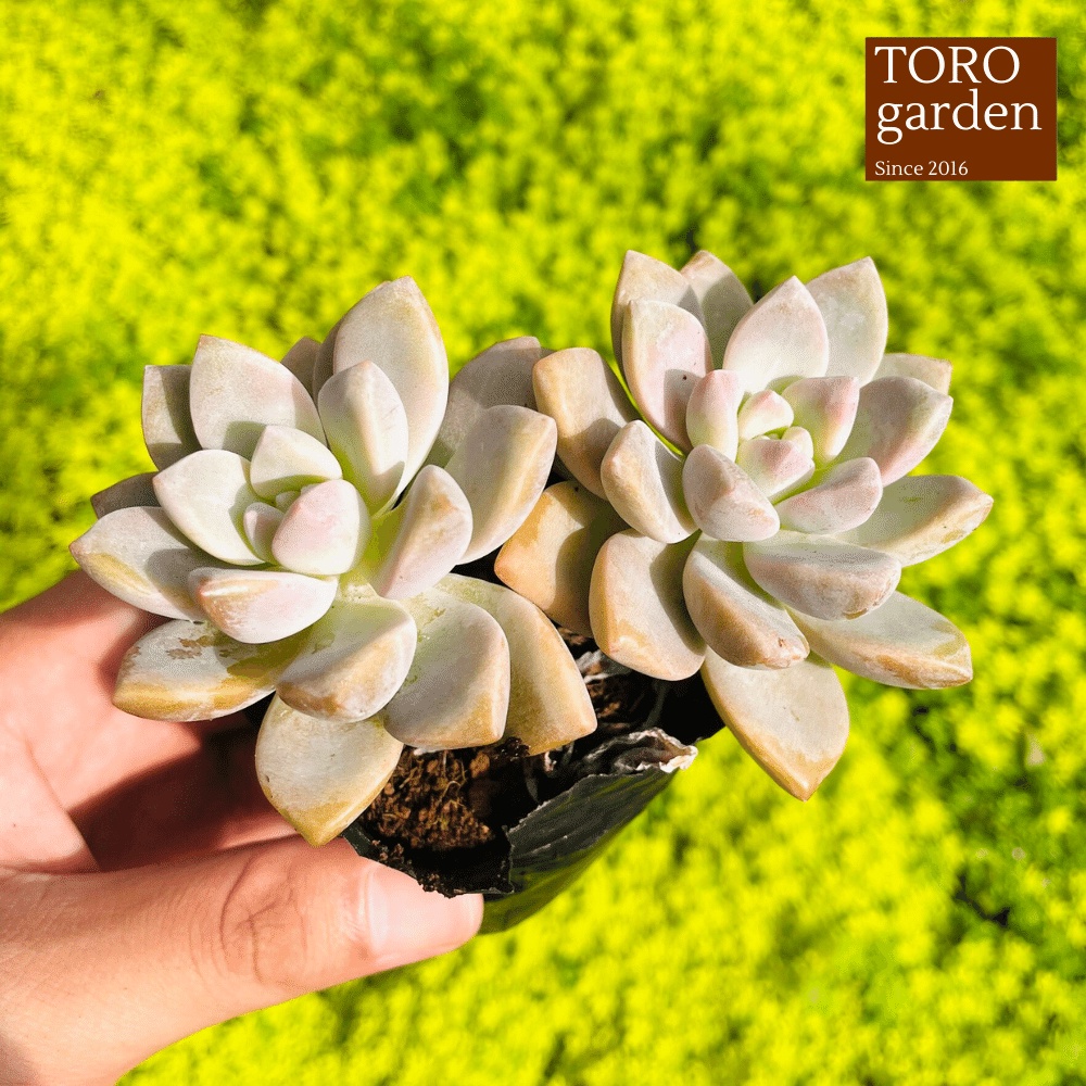 Sen đá pink gem Đà Lạt size bé cây cảnh trang trí nhà cửa Toro garden