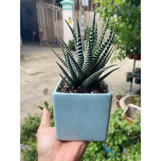 Sen đá Móng Rồng nhỏ (tặng bảng đen)