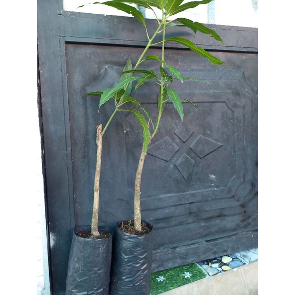 Cây Giống Xoài Thái_Xoài Thái Cao Sản Quả To Thơm Ngọt Trồng Chậu