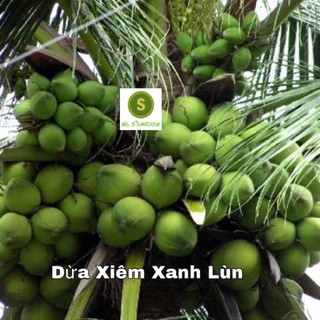 ( Giá Hot) Combo 5 cây Dừa Xiêm Xanh Lùn F1