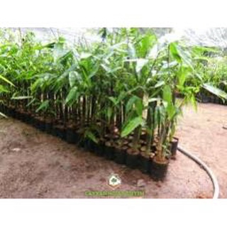 Cây Giống Măng Tre Bát Độ