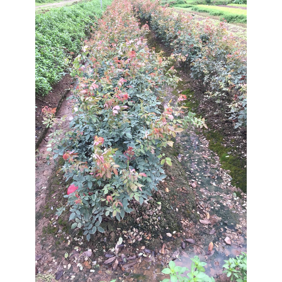 500GR Phân Bón NPK 20-20-15 Chuyên Cho Hoa và rau, Cây Cảnh Giúp Cây Ra Hoa, Hoa Đẹp, Lâu Tàn