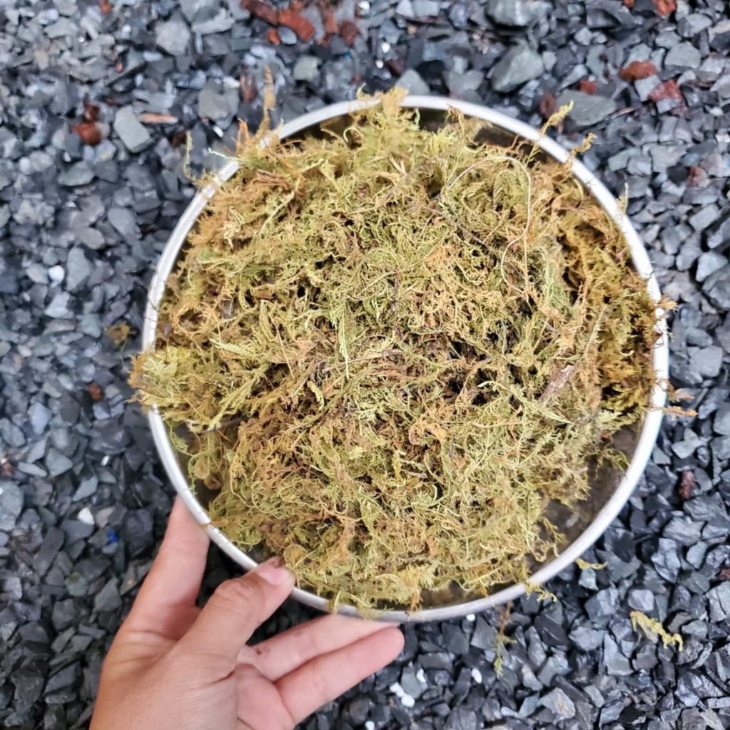Rêu Rừng dưỡng ẩm cho cây - bọc 1KG
