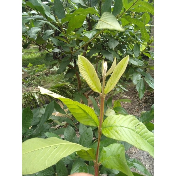 100g lá ổi phơi khô
