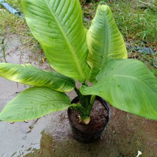 Cây đại phú gia giống