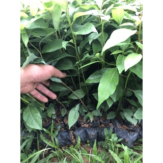giống cây gù hương hay còn có tên là xá xị