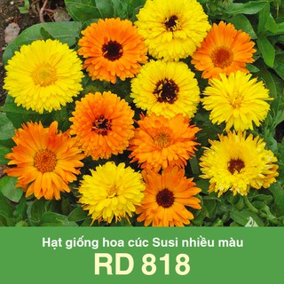 Hạt Giống Hoa Cúc Susi Nhiều Màu 20 hạt