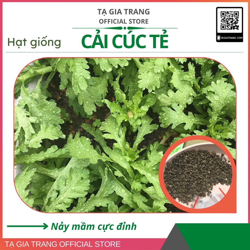 Hạt Giống Cải Cúc Tẻ (Rau Tần Ô) - Gói 10000/ 5000/ 2000 Hạt | Shopee Việt  Nam