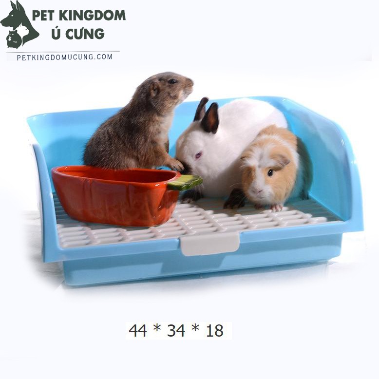 Khay vệ sinh cho thỏ - guinea pig
