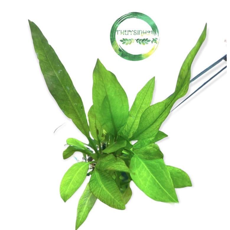 Cây Nana Kirin  | ráy nana kirin cây thuỷ sinh dán đá lũa siêu dễ trồng không cần co2