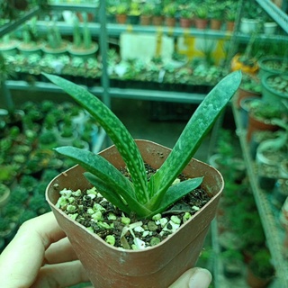 Sen mỏ vịt
