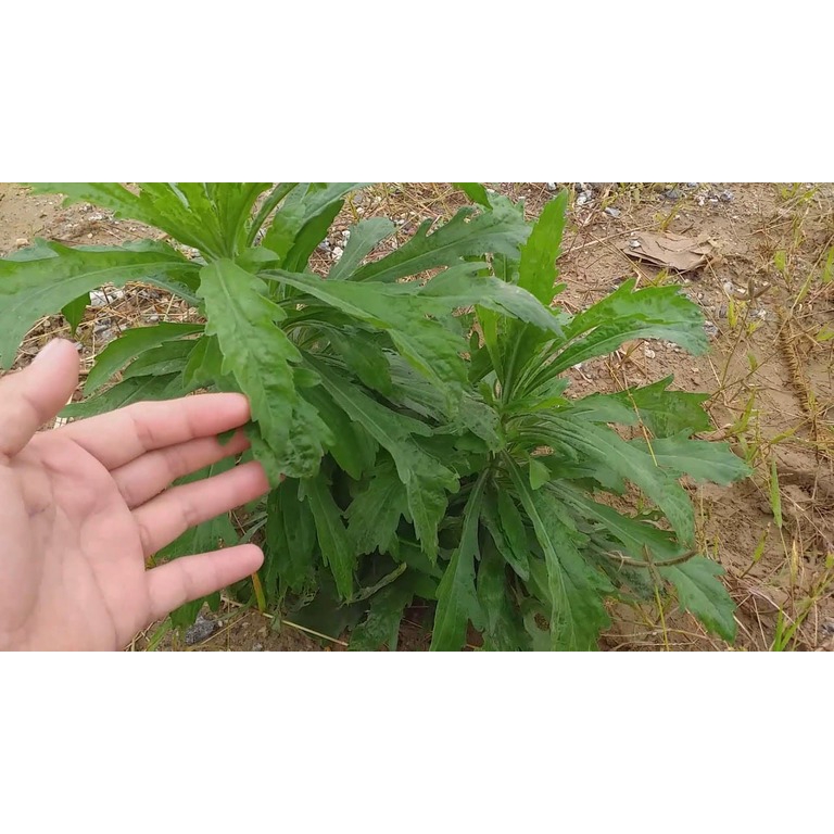 Cây ngải dại