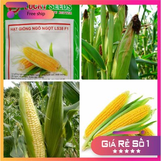 Hạt giống ngô ngọt vàng Thái Lan - 5gr LUCKY.VN