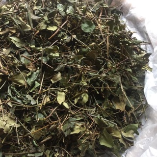 Chè vằng sẻ sao vàng hạ thổ